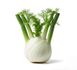 Fresh Florence Fennel Bulb with Green Fronds, Isolated on Pure White Background