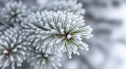 Close up of pine needles covered in frost on a cold winter day image