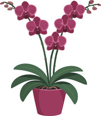 pink orchid plant in a pot isolated on a white background
