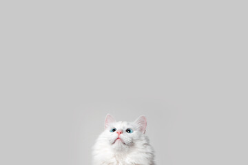 Cute white cat with blue eyes looking up, copy space.