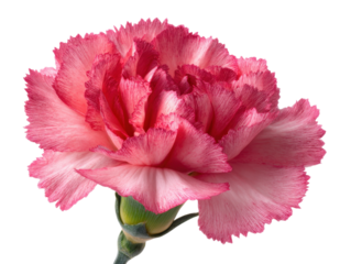 Detailed Pink Carnation Flower Head with Ruffled Petals and Subtle Color Gradient on Transparent Background for Botanical Illustrations and Designs 200 Chars