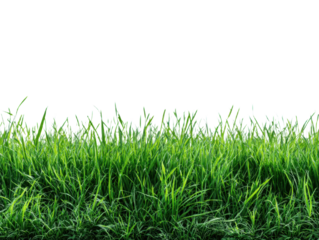 Lush Green Grass Blades Over Gray Backdrop Grassy Field Meadow Texture Lawn Close Up View Natural Plant Growth Pasture Land Flora Outdoor Environment Ecology