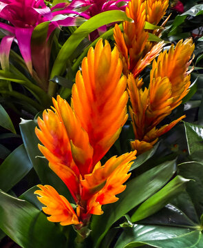 Vibrant orange bromeliad flowers in tropical arrangement
