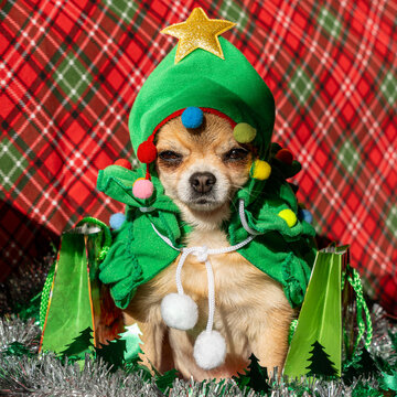 A cute, grumpy chihuahua dog wearing a festive green Christmas tree costume with colorful pompoms and a yellow star on its head, sitting amongst silver tinsel.