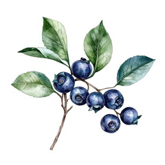 Clipart of a blueberry, showcasing its round shape and vibrant blue color, isolated on transparent background