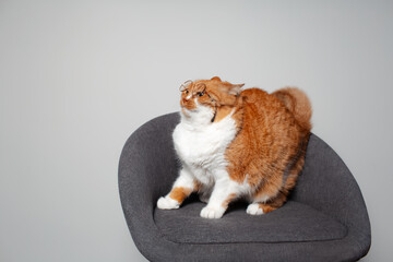 Portrait of cute red fluffy cat with blue eyes sitting on grey chair, wearing round glasses