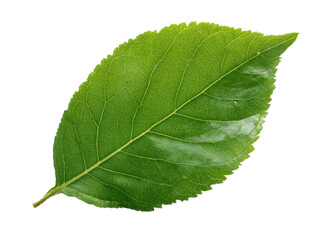 Fototapeta premium Single Green Leaf Isolated On Transparent Background Natural Plant Element For Decoration Design Clean Botanical Component Springtime Texture Close Up Macro Detail