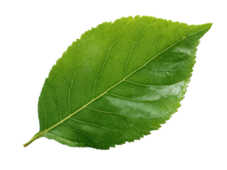 Single Green Leaf Isolated On Transparent Background Natural Plant Element For Decoration Design Clean Botanical Component Springtime Texture Close Up Macro Detail