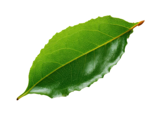 Bright Green Leaf Isolated On Transparent Background Natural Plant Texture Detailed Veins Single Clean Leaf Fresh Botanical Element For Decoration In Springtime