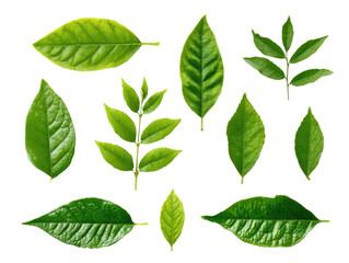 Fototapeta premium Collection of Green Leaves Isolated on Transparent Background Assortment of Various Different Shape Size Plant Leaves Foliage Botanical Elements Natural Forest Spring Season Detail Photo