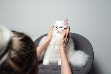 Portrait of cute white fluffy cat with blue eyes sitting on grey chair, wearing round glasses.