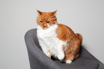 Portrait of cute red fluffy cat with blue eyes sitting on grey chair.