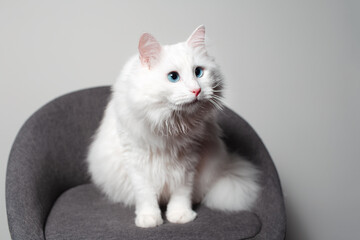Portrait of cute white fluffy cat with blue eyes sitting on grey chair.