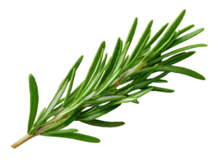 Fresh Rosemary Herb Branch on Transparent Background Aromatic Culinary Ingredient for Flavorful Cooking and Garnish Essential Oil and Herbal Medicine Green Branch Natural Spice