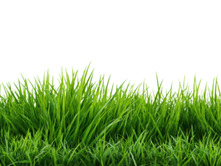 Fresh green grass isolated on transparent backdrop lawn with blades of grass against seamless background for design element vector illustration realistic nature image