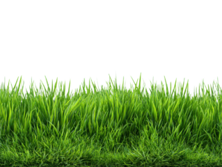 Lush green grass blades on transparent backdrop seamless field for landscape design lawn with natural plants vegetation cover vector illustration design element isolated object