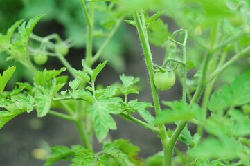 Unripe Green Tomato Growing on Vine in Garden