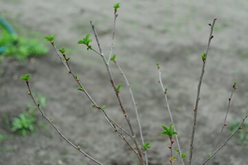 Fresh Spring Leaves Emerging from Buds
