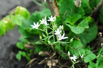 Delicate White Flowers Blooming in Lush Green Garden