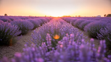 Fototapeta premium Lavender field at sunrise with purple flowers and glowing morning light 