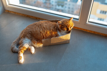 Cute red cat sleeping in box on the floor.