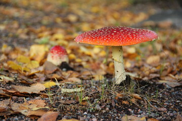 fly agaric mushroom