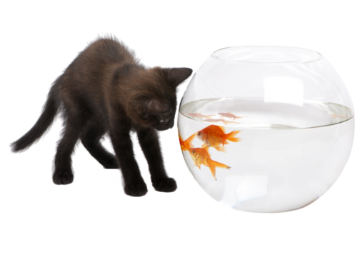 A diverse collection of wild and domestic animals, featuring majestic wildlife, cute pets, exotic species, forest creatures, ocean life, and nature’s beauty in one captivating animal theme.