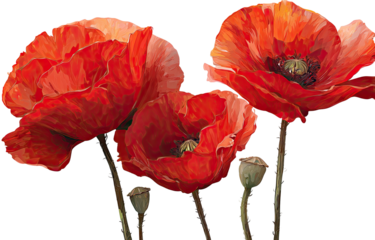 Close-up of three vibrant red poppies.  Detailed petals,  rich colors,  and  subtle shading.  Dark background, focusing on flower beauty