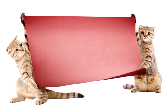 A diverse collection of wild and domestic animals, featuring majestic wildlife, cute pets, exotic species, forest creatures, ocean life, and nature’s beauty in one captivating animal theme.