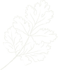 White outline of a fern frond on black leaf plant