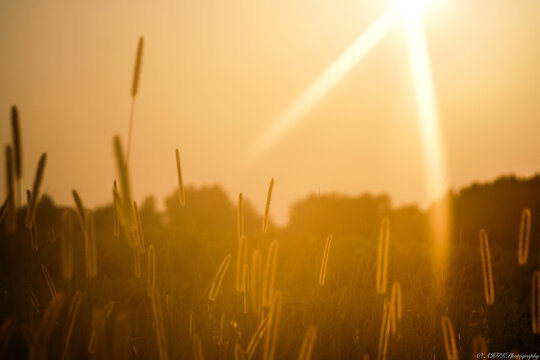 Golden Hour in the Field - Powered by Adobe