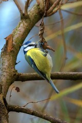 closeup of a blue tit