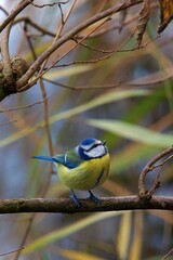Fototapeta premium closeup of a blue tit