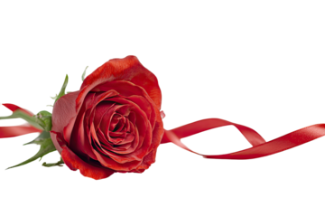 A vibrant red rose rests gently, adorned by a flowing red ribbon against a black background