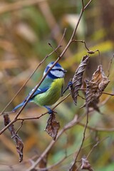 closeup of a blue tit