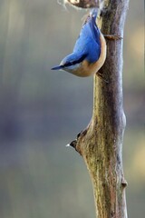 closeup of a nuthatch