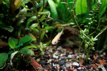 Single Fathead Minnow, Pimephales promelas, swimming in an aquarium