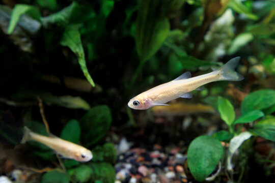 A couple of Fathead Minnow, Pimephales promelas, swimming in an aquarium