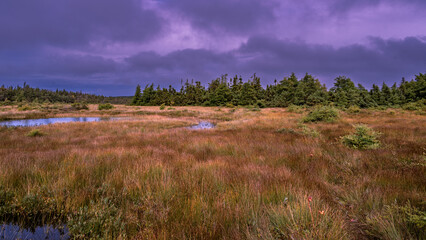 Dramatic landscape of a wetland with colorful grasses and a moody purple sky