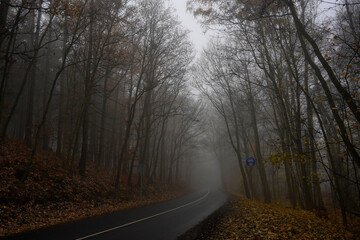 A narrow forest road disappears into the distance between tall bare trees, forming a quiet, introspective scene with strong depth and a natural tunnel-like flow.