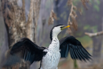 Obraz premium Cormorant Spreading Its Wings
