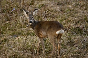 Deer in nature
