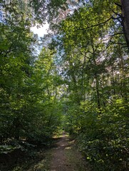  Lush Green Forest Canopy on a Sunny Day in Summer