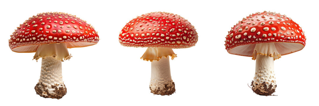 Set of red mushroom with white spots isolated on transparent or white background