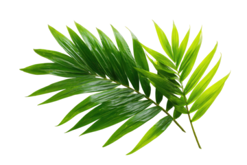 Close-up of vibrant tropical leaves.  Bright green,  overlapping fronds with sharply defined edges.  Distinctly patterned