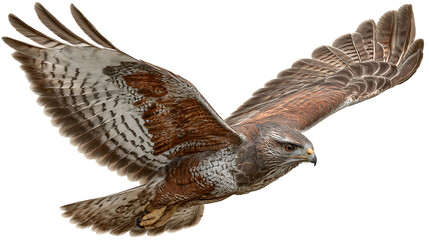 A redtailed hawk in flight with wings spread wide against a transparent background