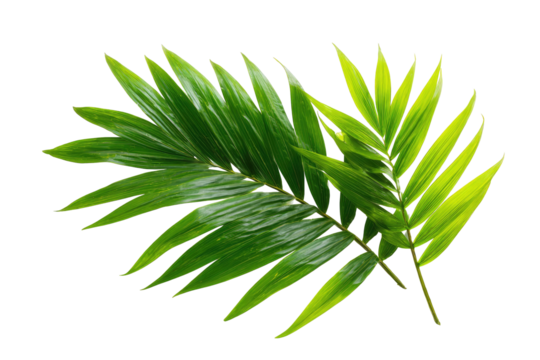 Close-up of vibrant tropical leaves.  Bright green,  overlapping fronds with sharply defined edges.  Distinctly patterned