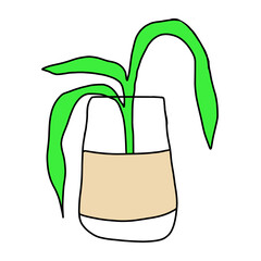 Plant on a glass vase