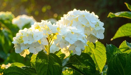 White hydrangeas in soft morning light