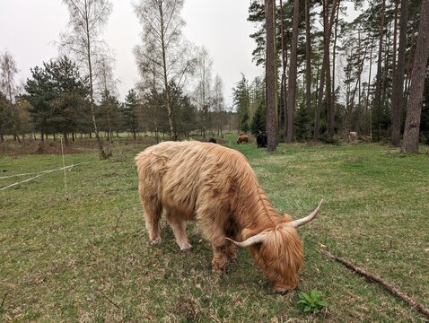 Scottish Highland cow and calf grazing in a grassy field